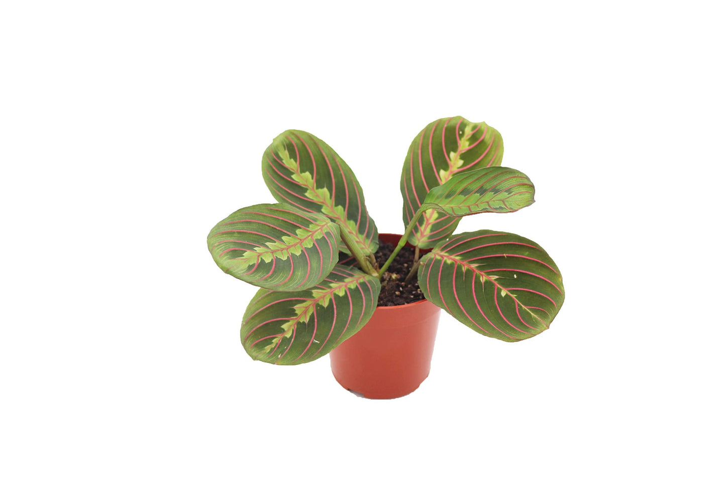 Red Maranta Prayer - 4'' from California Tropicals