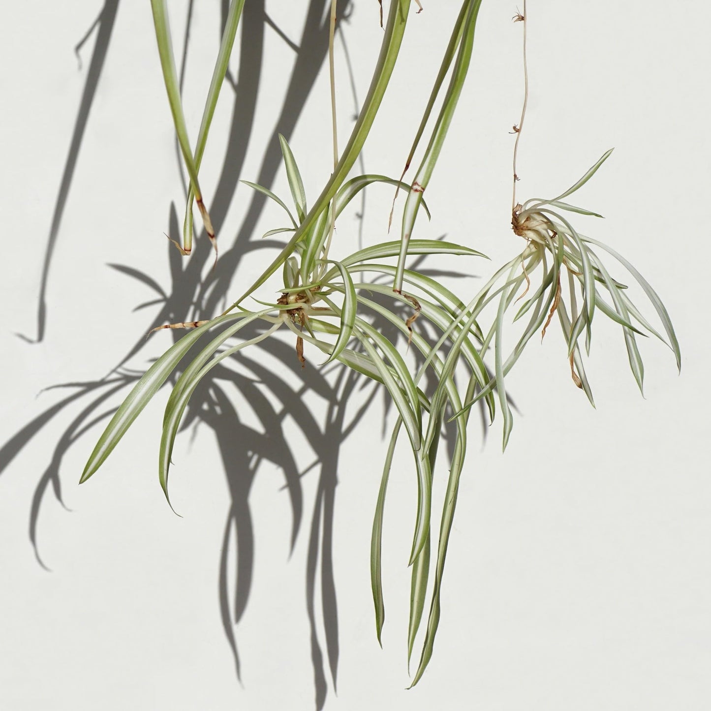 Easy to Grow Spider Plant Variegated 2 Full Size Potted Plants - Large Established Houseplants in 4" Quart Pots - Indoor Outdoor, Low Maintenance, Air-Purifying (Not Starter Plugs)