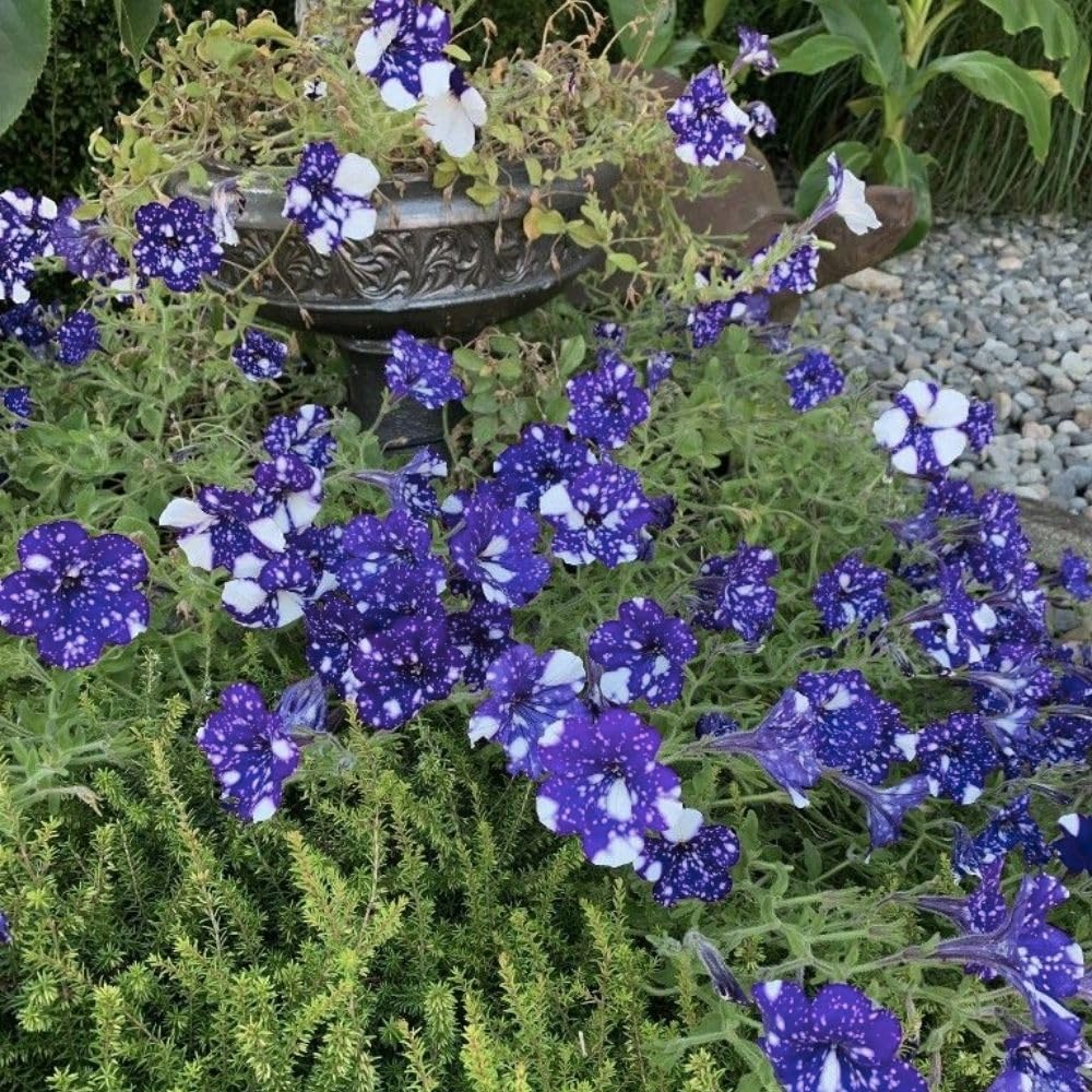 Set 2 Petunias Plants Live, 5-9 Inches Tall, Petunia Flowers Seedlings, Petunias Live Plant for Home Garden, Vibrant Tropical Blooms (Night Sky Petunias)