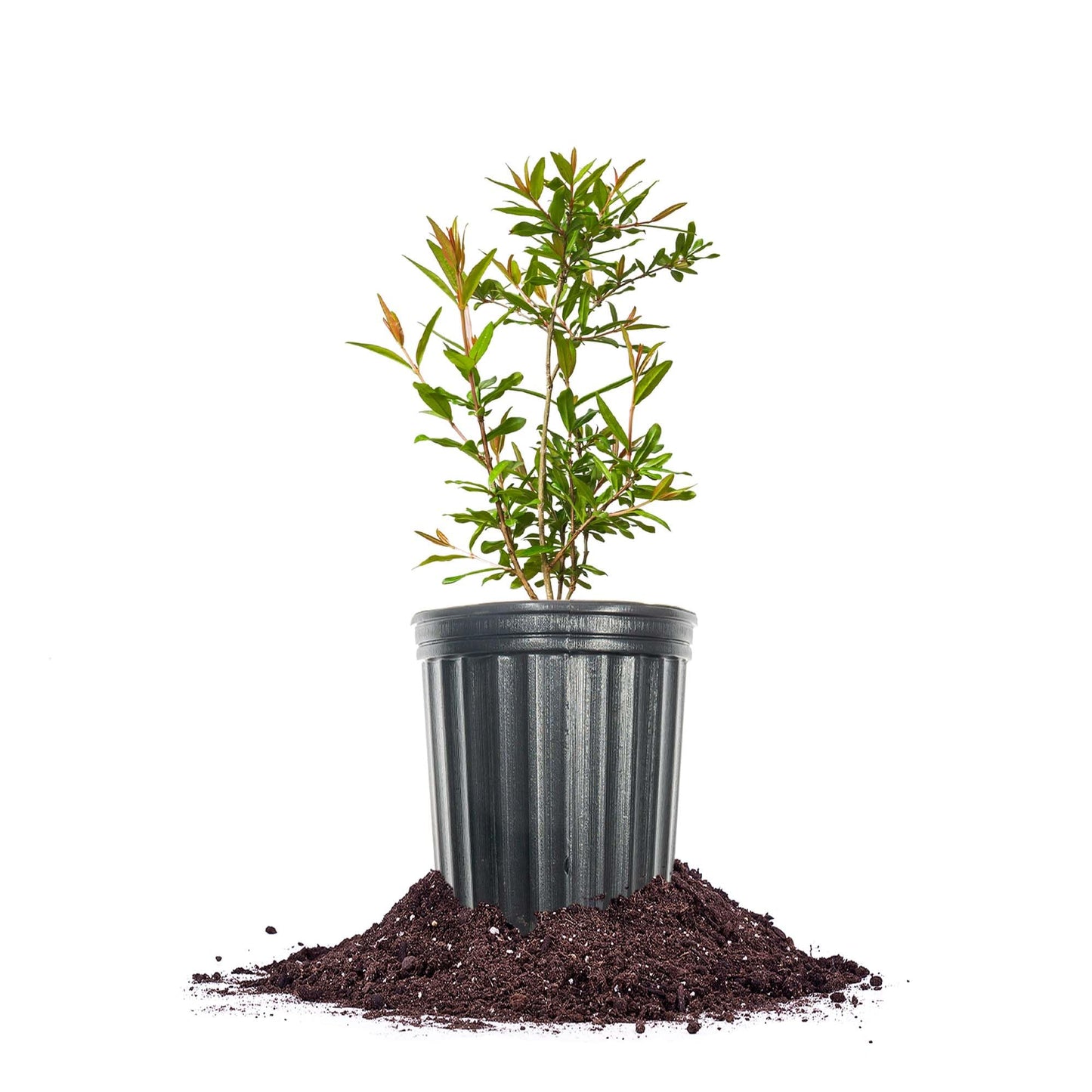 Perfect Plants Afganski Russian Pomegranate Tree in 1 Gallon Pot | Punica granatum | Sweet-Tart Red Fruit | Cold Hardy | Self-Fertile | Thrives in Zones 7-10
