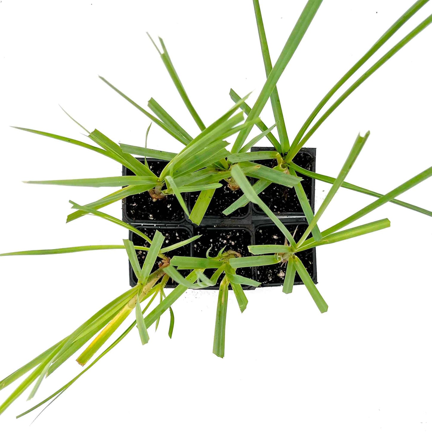 4 Dwarf White Pampas Grass – Compact Ornamental Grass with Large White Plumes for Screens & Accents (Cortaderia selloana ‘Pumila’) in 3.5” Cubes, Live Plants
