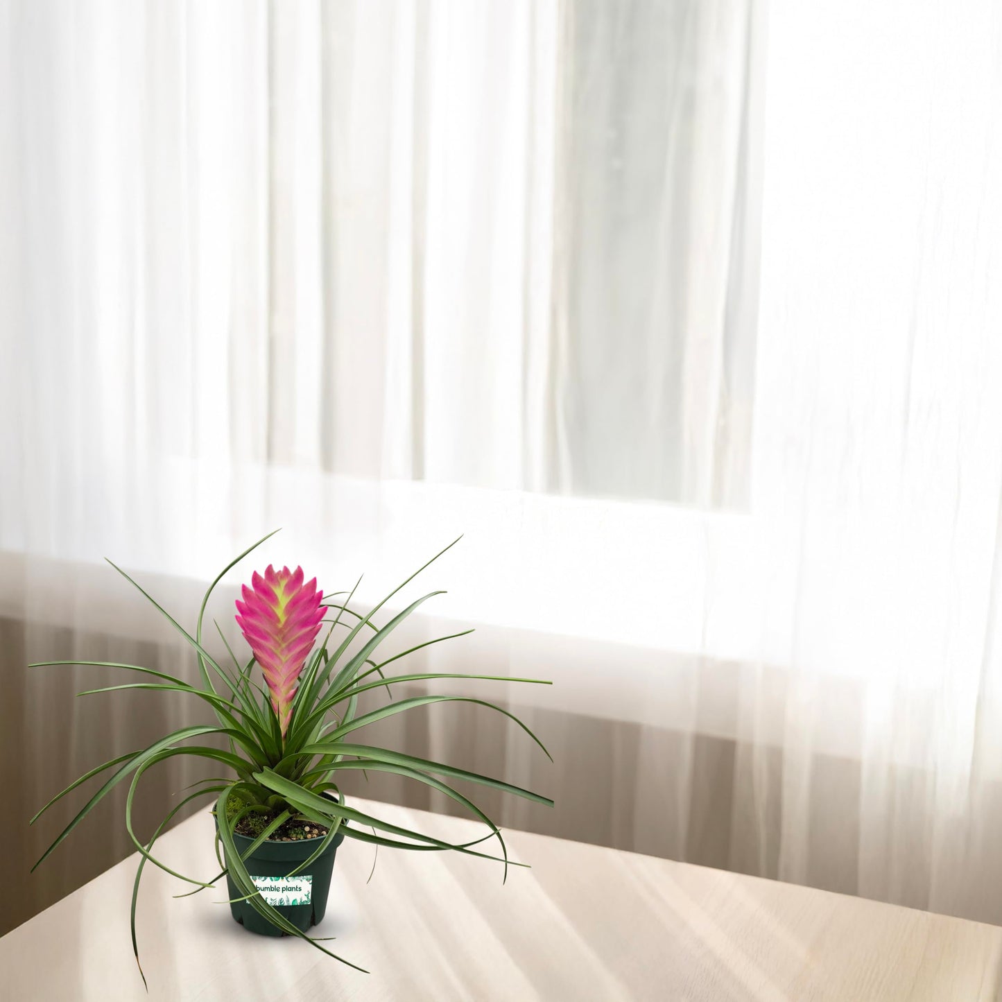 Bumble Plants Tillandsia Cyanea 'Pink Quill' Bromeliad Live Plants [Winter Thermal Packaging Included] | Vibrant Indoor Air Plant with Long-Lasting Pink Bracts& Purple-Blue Blooms, Pet-Friendly