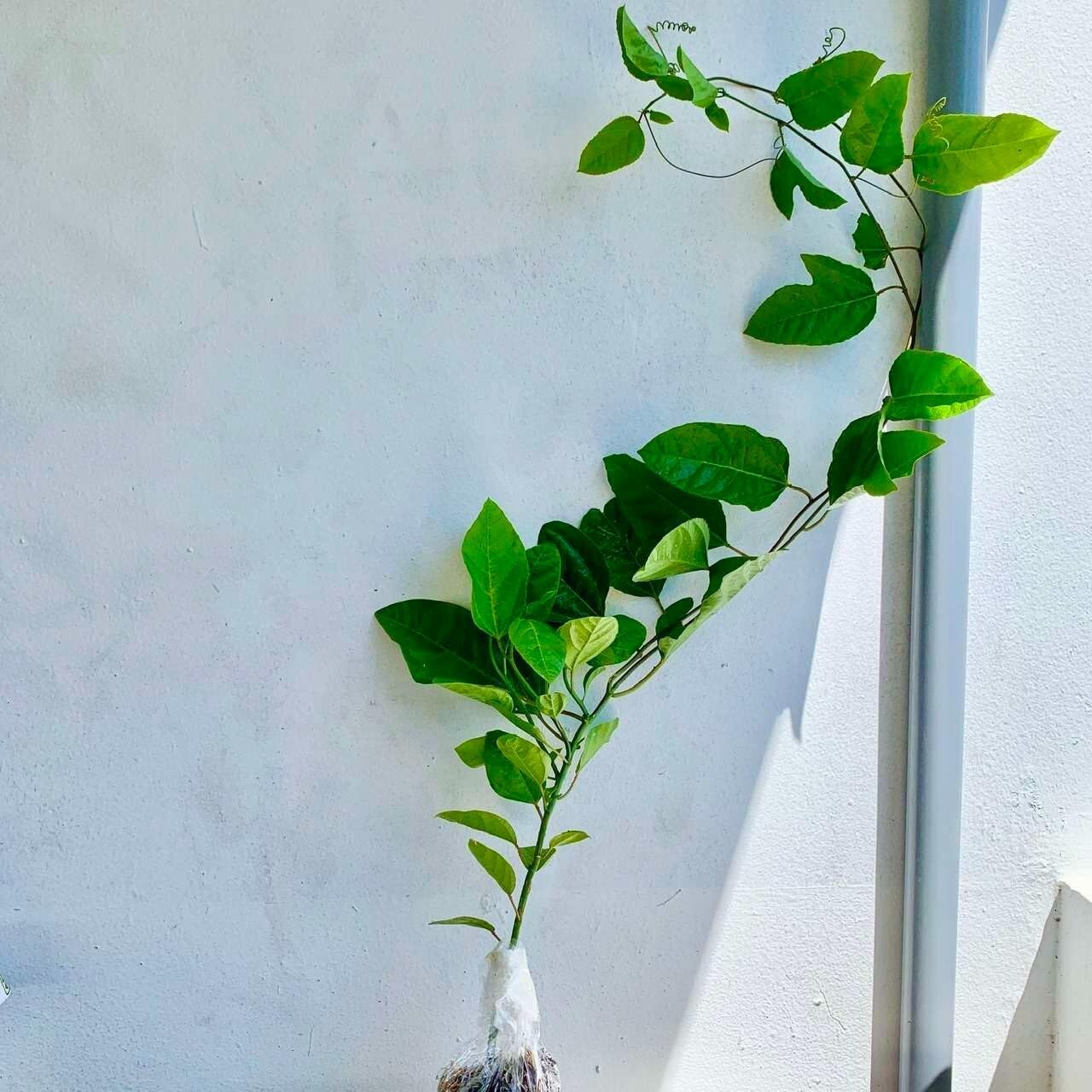 Live Plant - Passion Fruit Live Fruit Plant 1’-2’
