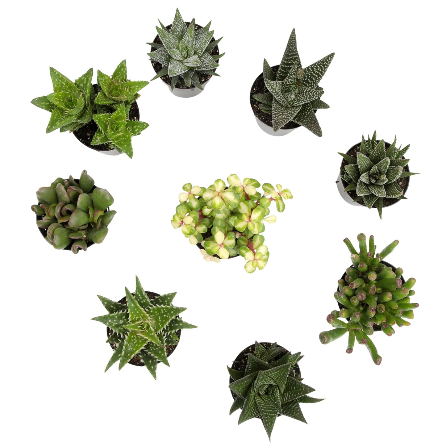 Altman Plants, Live Succulents Plants Live Window Plants (8PK), Live Indoor Plants Live Houseplants, Live Plants Indoor Cactus Plants Live, Succulent Plants House Plants Indoors Live in Succulent Soil