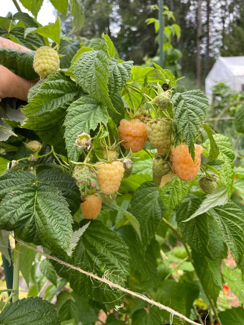 (1) - Fall Gold Everbearing Raspberry - Starter Plant (L4) (1 Live Plant)