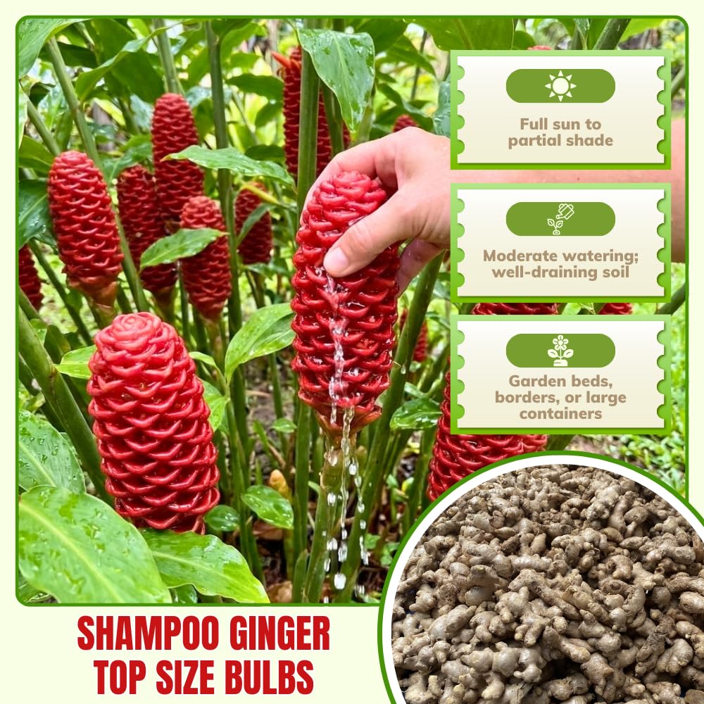 4 Awapuhi Shampoo Ginger Roots to Grow, Zingiber Zerumbet Fresh Ginger Rhizomes, Ginger Lily Red Pinecone Ginger Roots Perennial Garden