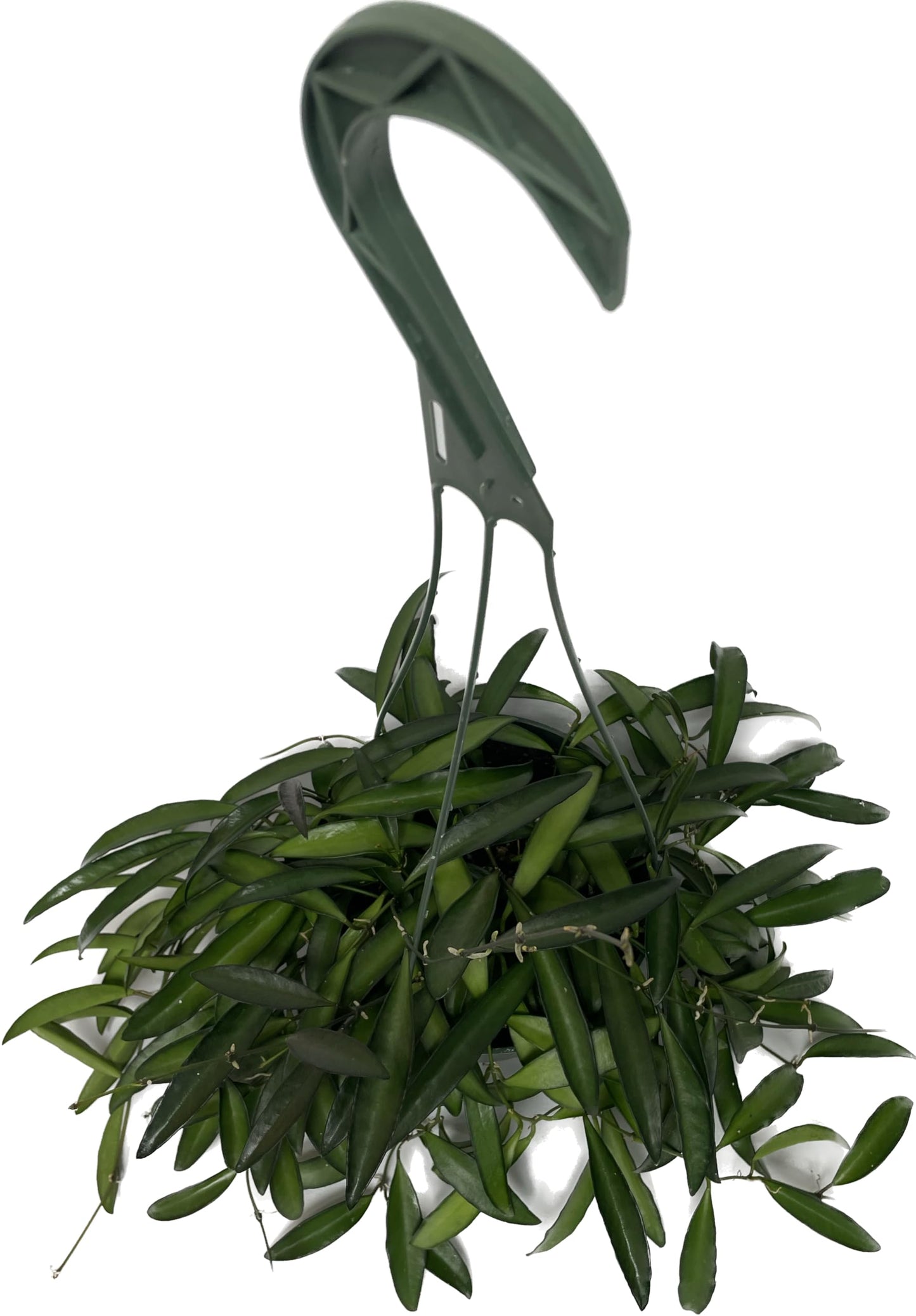 Hoya Wayetii Captivating Wax Plant - Air Purifing Live Plant - Hoya Plants Live Houseplants - Available in 2" Pot, 4" Pot and 6" Hanging Pot - Ships from CA (4" Pot, 2 Plants)