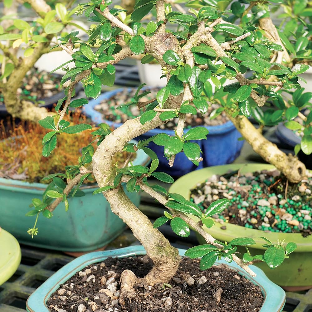 Brussel's Bonsai Live Fukien Tea Bonsai Tree - Small, 6 Year, 6 to 8 inches Tall - Indoor Bonsai Tree Live with Ceramic Bonsai Pot