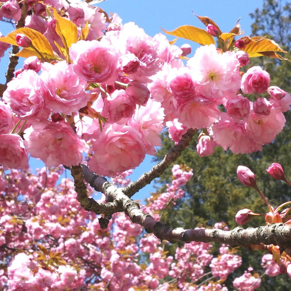 Cherry Blossom Tree, Live Ornamental Tree 6-12" Tall in Pot, Beautiful Spring Blooms for Outdoor Planting (Double Pink Cherry Blossom)