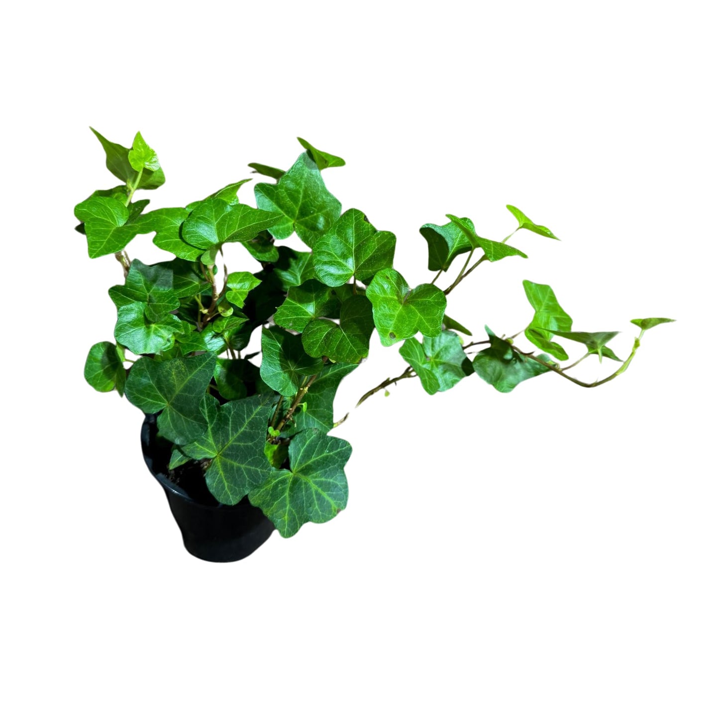 PLANTVERS Green Ivy in a 4" Nursery Pot - Hedera - Vining Plant - Low Maintenance Plant - Trailing Houseplant - Easy Care Live Plant