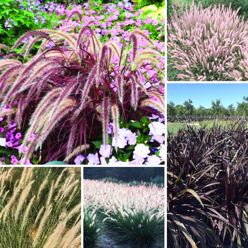 Set 3 Fountain Grass Plants Live Clumps for Planting Your Garden, 4-8 Inch Tall, Ornamental Grasses Live Plants Perennial (Mix Fountain Grass)