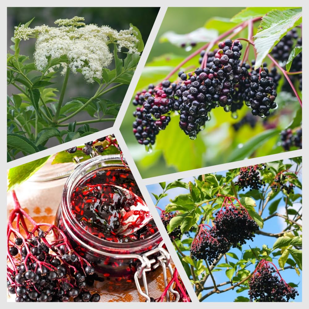 Elderberry Live Plant 4-8'' Tall, Live Black Elderberry Tree Seedling, Edible Berry Bush for Planting, No Pot