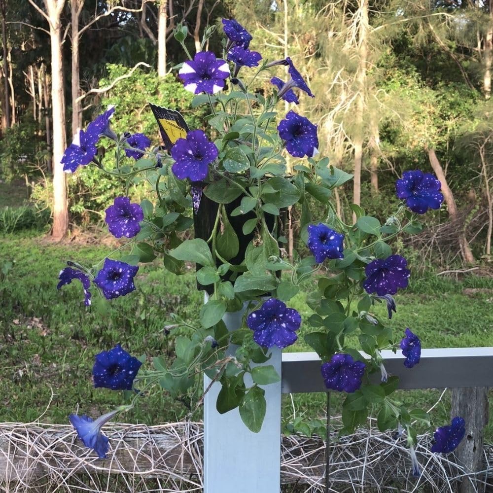 Set 2 Petunias Plants Live, 5-9 Inches Tall, Petunia Flowers Seedlings, Petunias Live Plant for Home Garden, Vibrant Tropical Blooms (Night Sky Petunias)