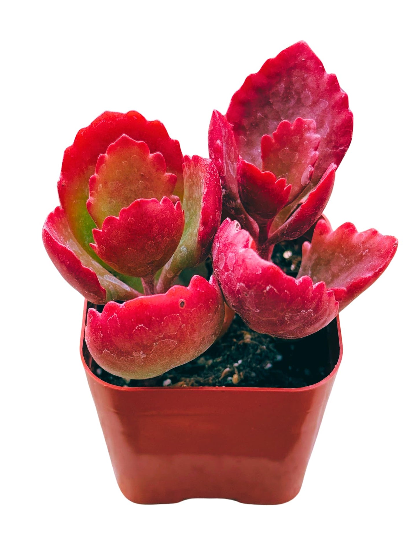 Succulents Plants Live 2inch Live Mini Succulent Plants, Easy Care House Plants Rooted in Succulent Soil Mix, by The Succulent Cult (Kalanchoe Longiflora Coccinea, 2 Inch)