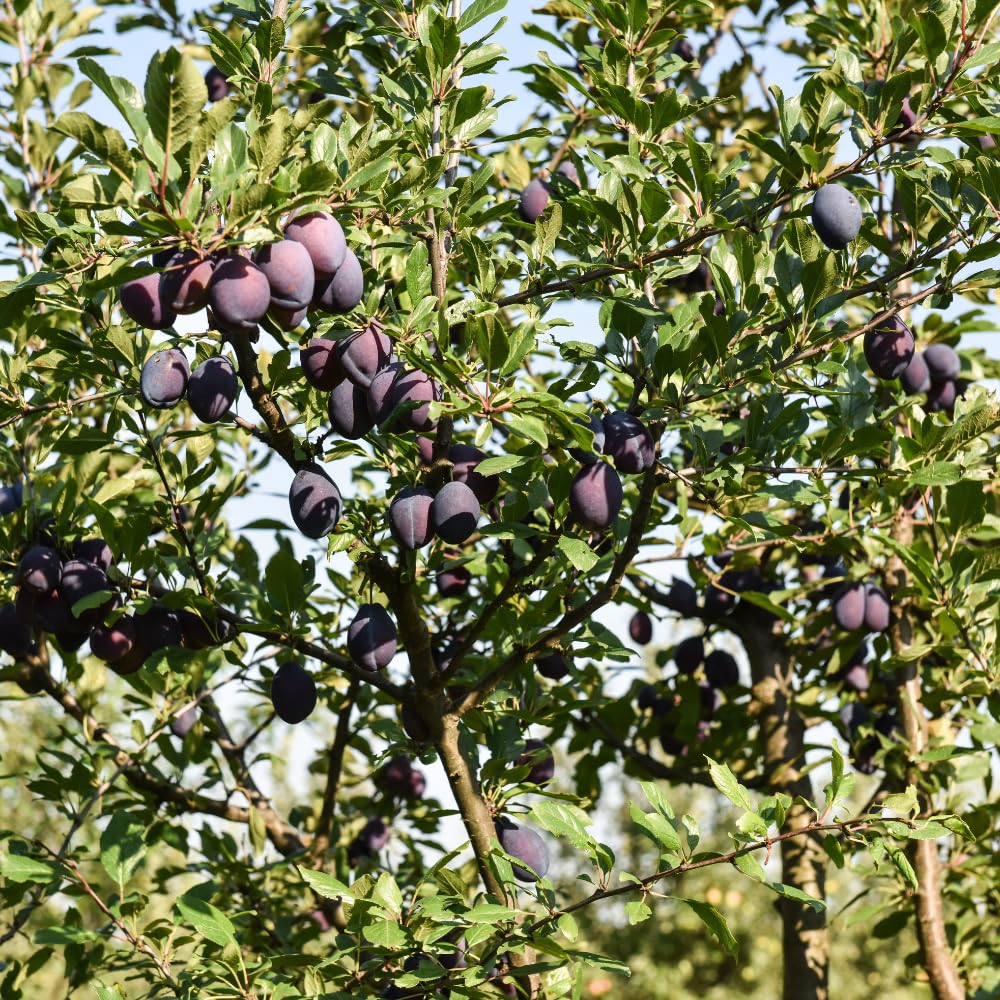 Methley Plum Trees Live Plants, Live Plum Tree in 3 Gal Pot, Large Plant from 3 Feet Tall, Sweet and Juice Fruit for Outdoor Gardening, No Ship to CA