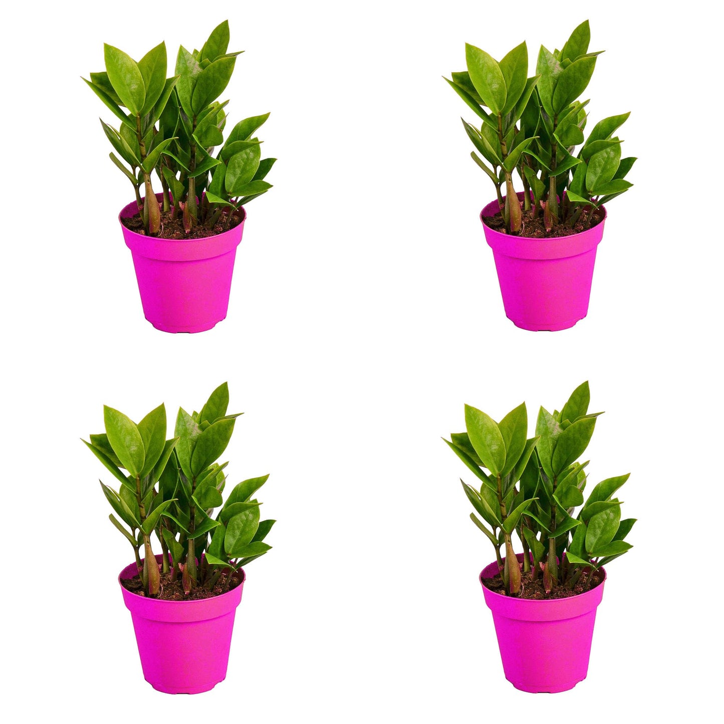 4 Pack Zamioculcas Zamiifolia ZZ in 4in Pot - Live Plants Tropical Houseplants | Variegated | USA Growers | The Snobby Leaf