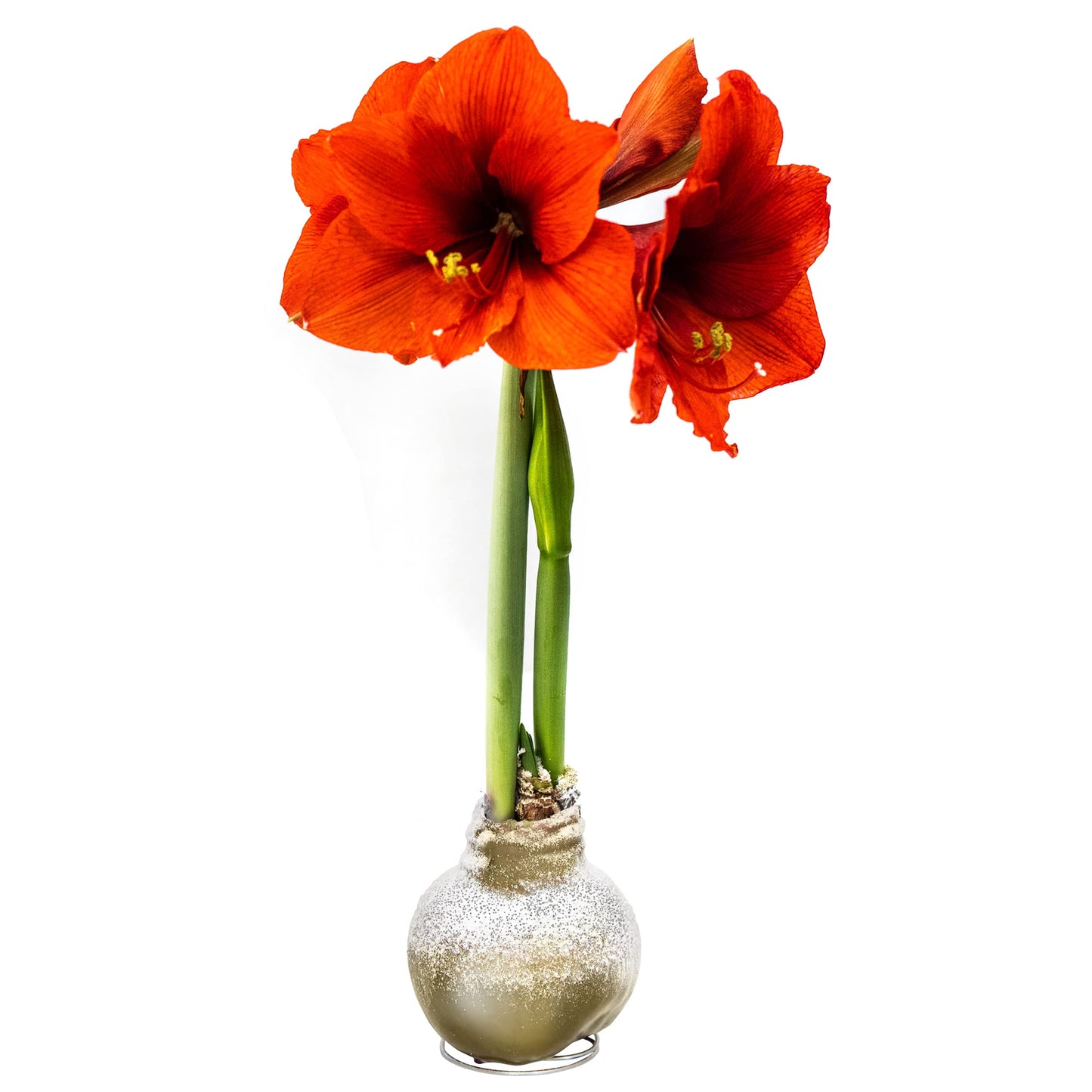 Snow Flecked Waxed Amaryllis Bulb 2-Pack – Gold Wax with Red Blooms – Live Holiday Gift Plant, Easy Care, No Watering Needed