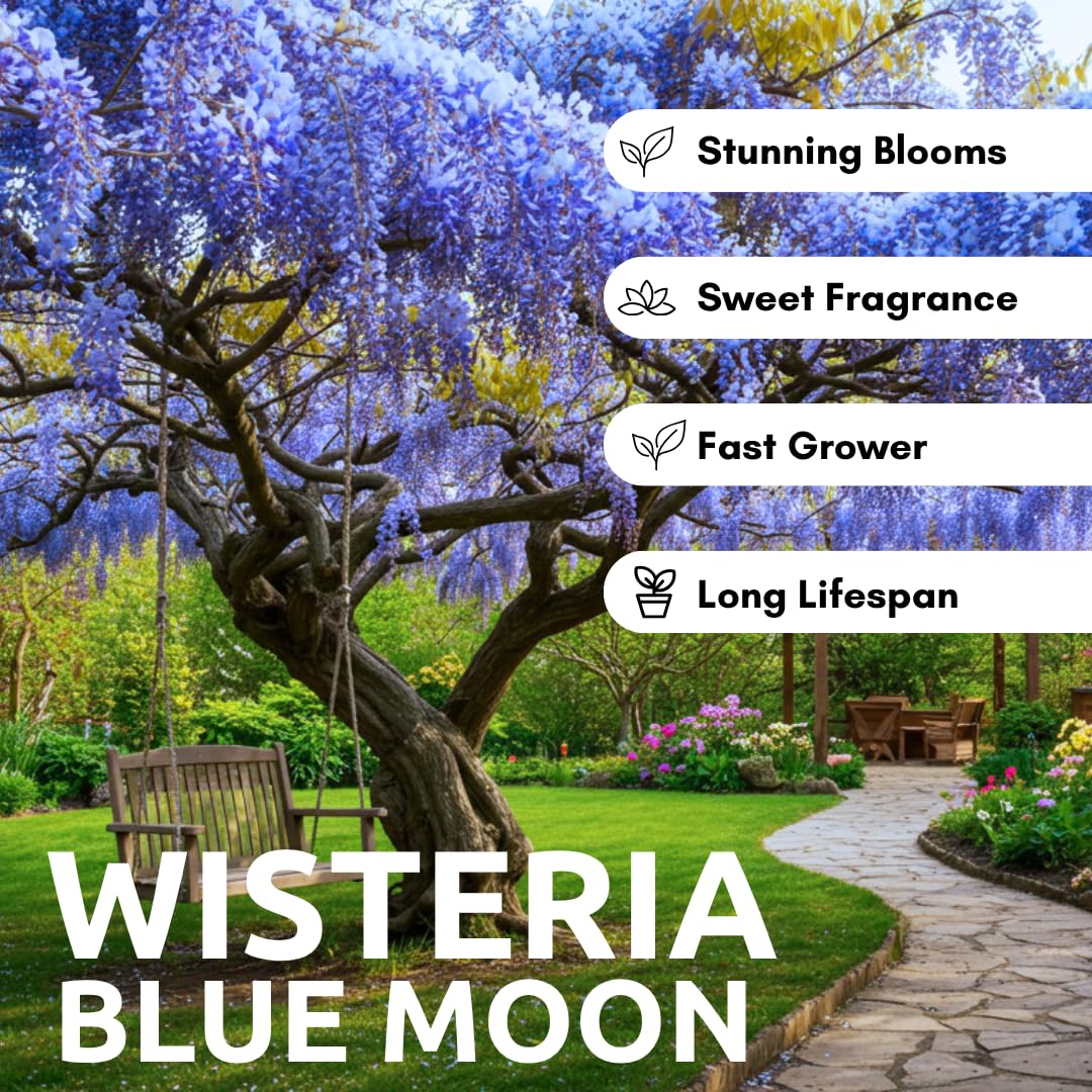 Beautiful Blue Moon Wisteria, Vine Plant, Attracts Hummingbirds, Potted Plant Fragrant Flowrs, in Dormancy (1-2 Feet). not for Sale California