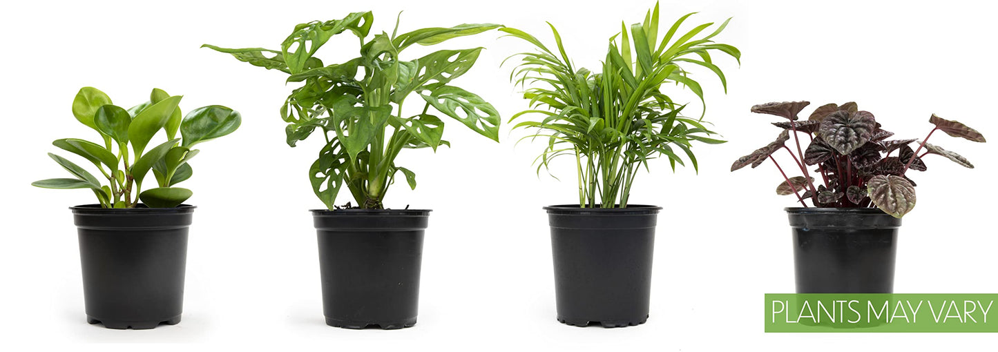 Live Pothos Plants (4PK) + Classic Houseplant Collection (4PK) - Low Maintenance Indoor Plants Purify Air, Easy to Grow Hanging Plants and Trailing Vines in 4 Inch Nursery Pots