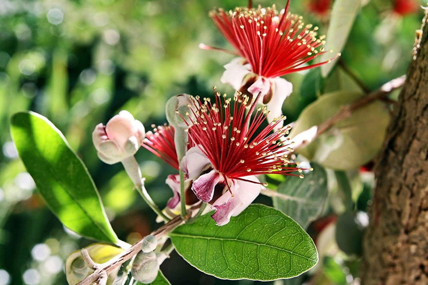 Pineapple Guava | 3 Large Trade Gallon Size Plants | Feijoa Sellowiana | Edible Fruit Shrub and Fragrant Flowering Foliage