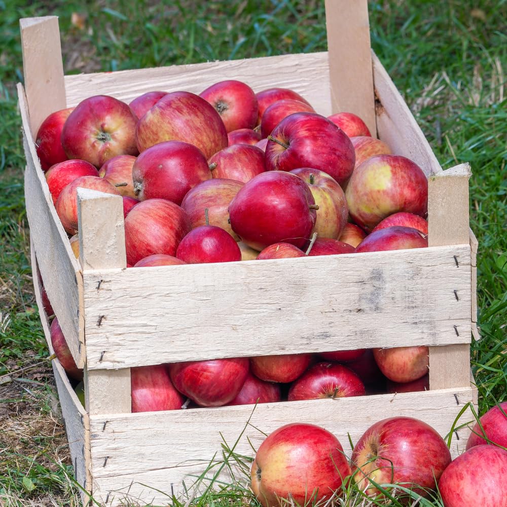 Honey Crisp Apple Tree Live Plant Up to 3 Feet, Bare Root Dormant, Spring Break Fruit Sweet Apple Trees Live Plants for Outdoor Planting, Cold Hardy Fruit
