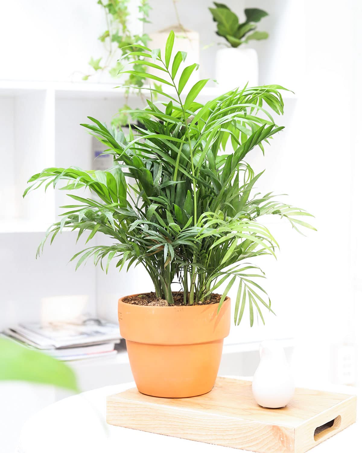 Neanthe Bella Palm (4" Grower Pot) - Air Purifying and Live Healthy Houseplant - Easy to Grow, Easy to Care Indoor Houseplant for Home and Office Decor