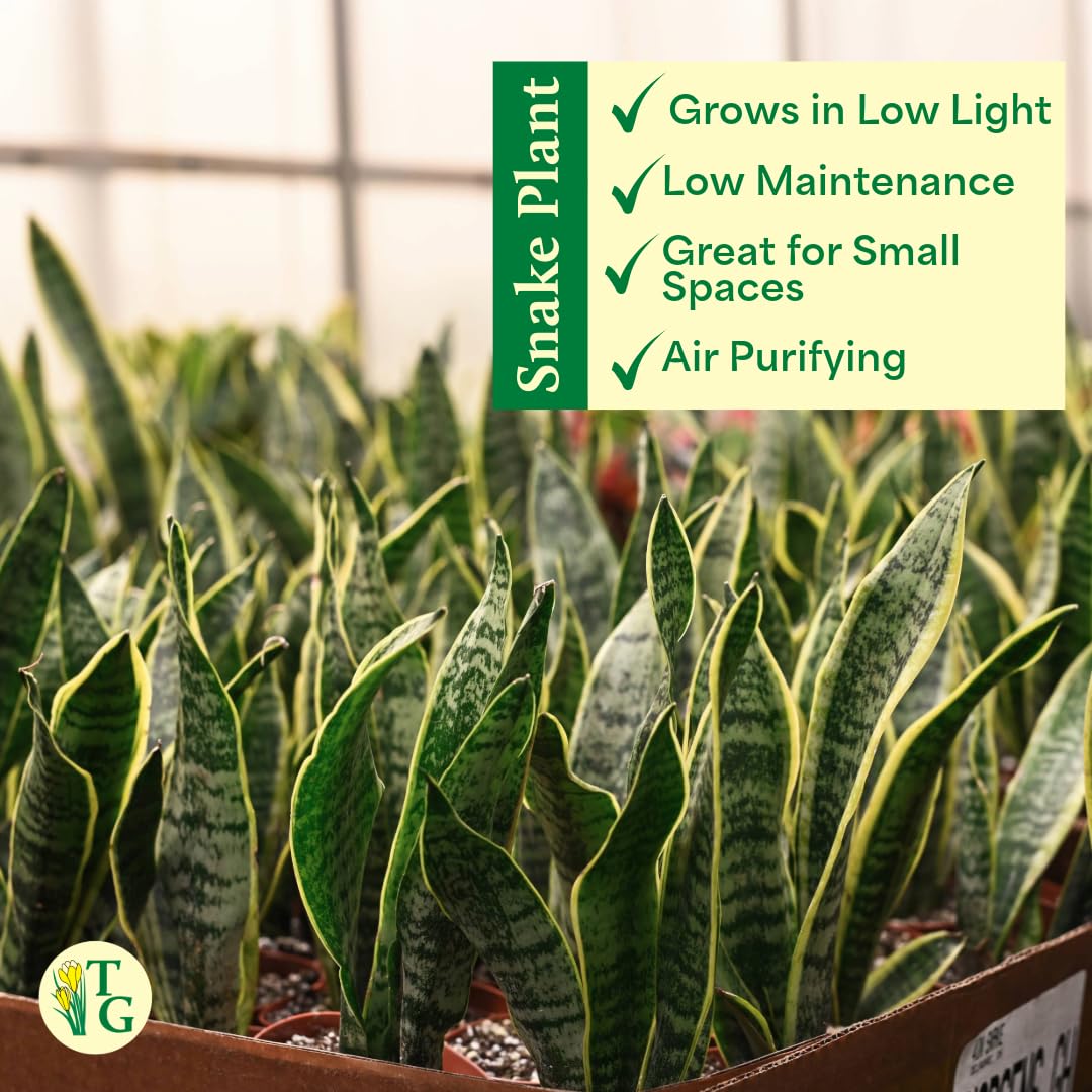 Thorsen's Greenhouse Variegated Snake Plant, Dracaena Trifasciata, Sansevieria, Mother-in-Law Tongue, Low Light, Easy to Grow, Live Indoor Plant, 4" Diameter Pot (Terra Cotta)