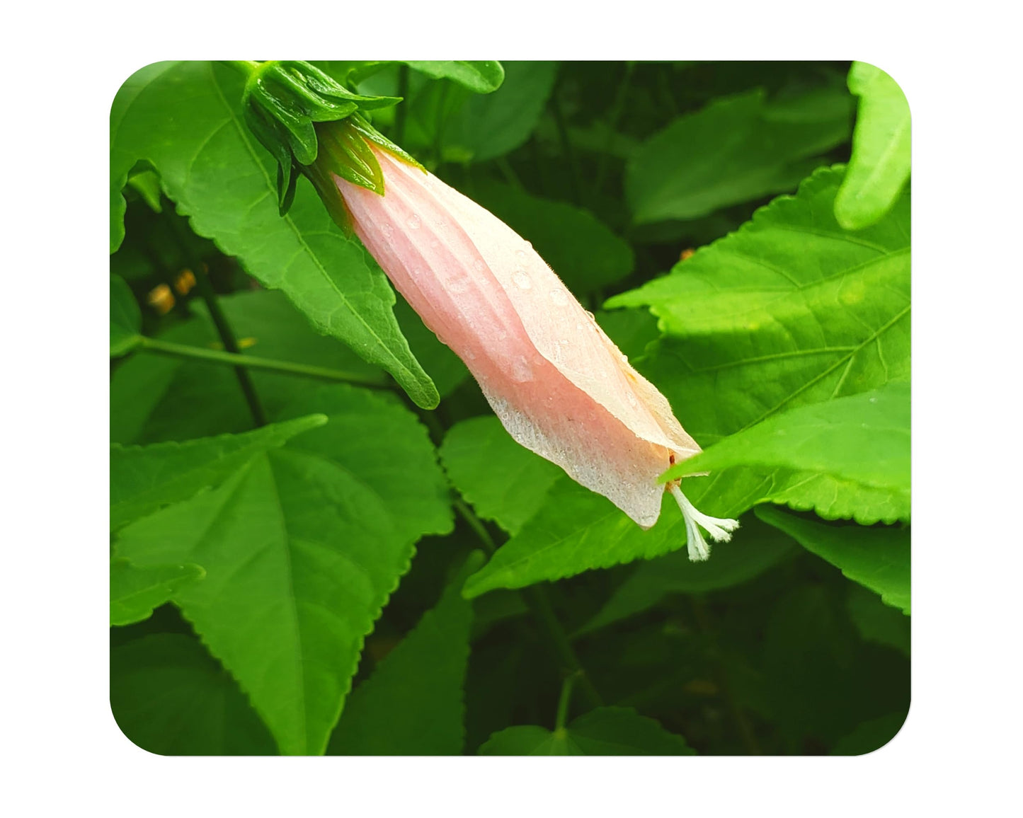 Turks Cap Heirloom Sleeping - Hibiscus Malvaviscus arboreus - Live Plant - Peach Pink Spiral Flower - Emerald Goddess Gardens Starter - Sz 4 Inch Pot