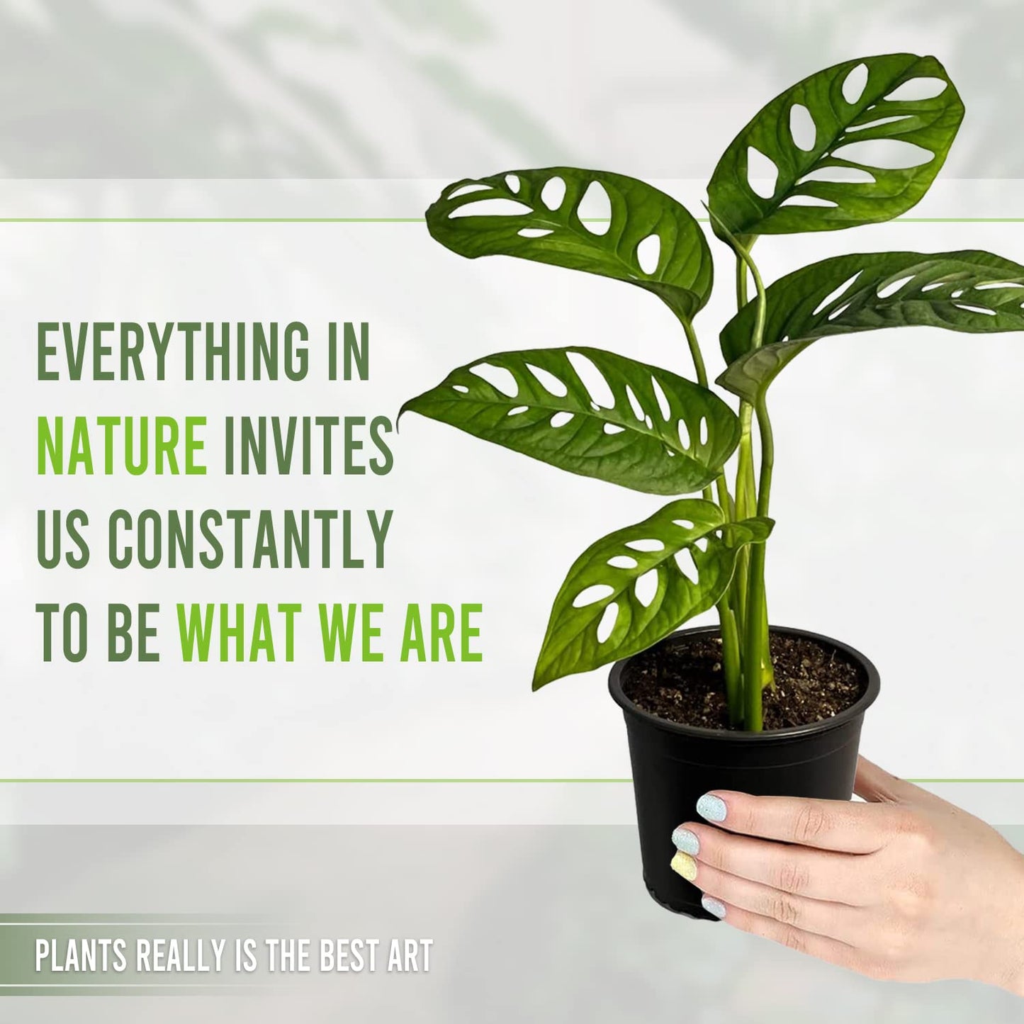 LEAL PLANTS ECUADOR Monstera Adansonii Swiss Cheese Plant (Pack of 2) Indoor houseplant | Live Plant Easy to Grow Indoor| Air Purifying Indoor Plant, Unique Gift for Plant Lovers