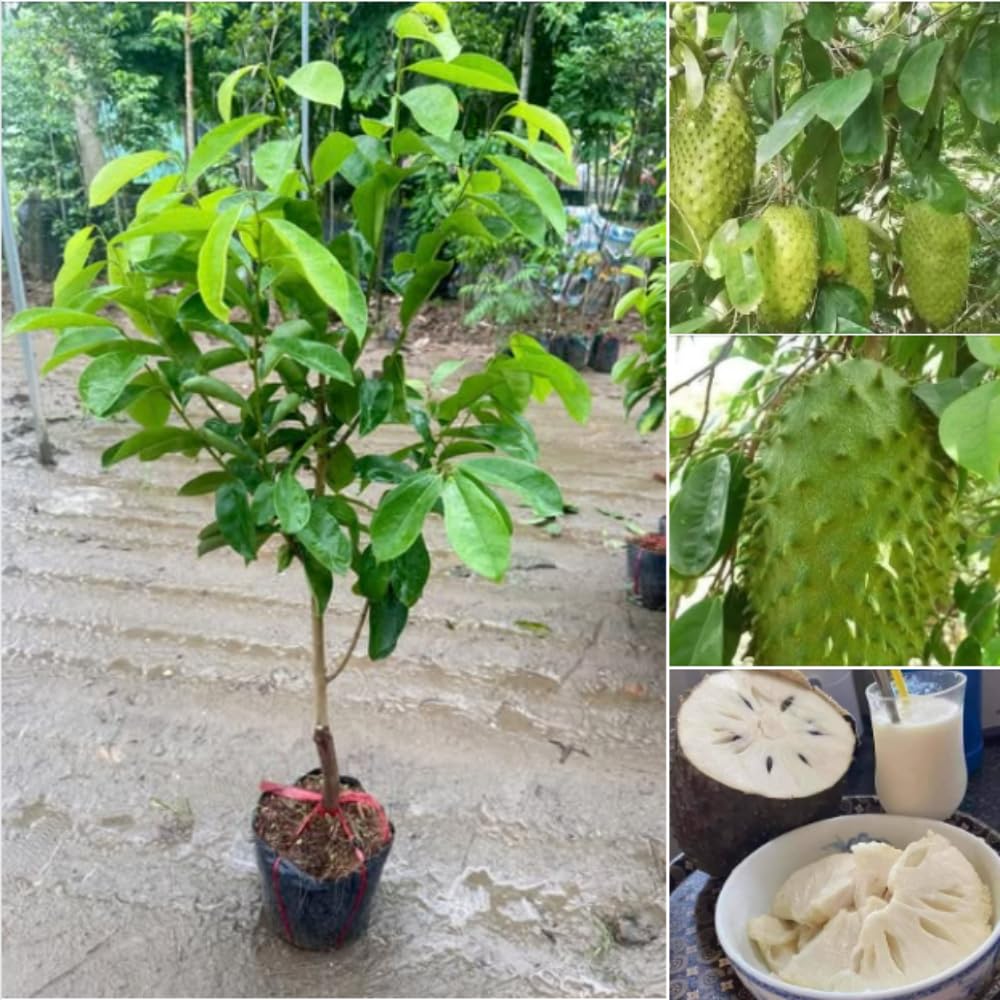 Soursop Tree Live Plant in 3 Gallon Pot, 3 Feet Guanabana Sweet Giant Soursop Fruit Tree 3 Years Old for Planting Outdoor