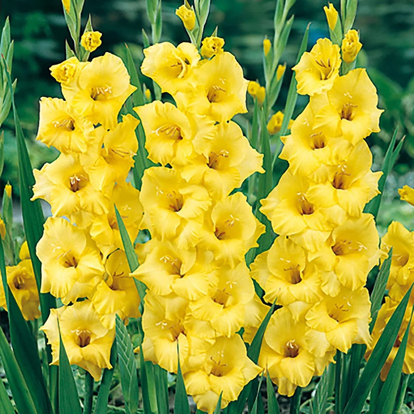 Votaniki Nova Lux Gladiolus Bulbs - Perennial, Attract Pollinators, Large Blooms, Gladiolus Flowering Bulbs for Planting - Low Maintenance and Easy to Grow (40 Pack)