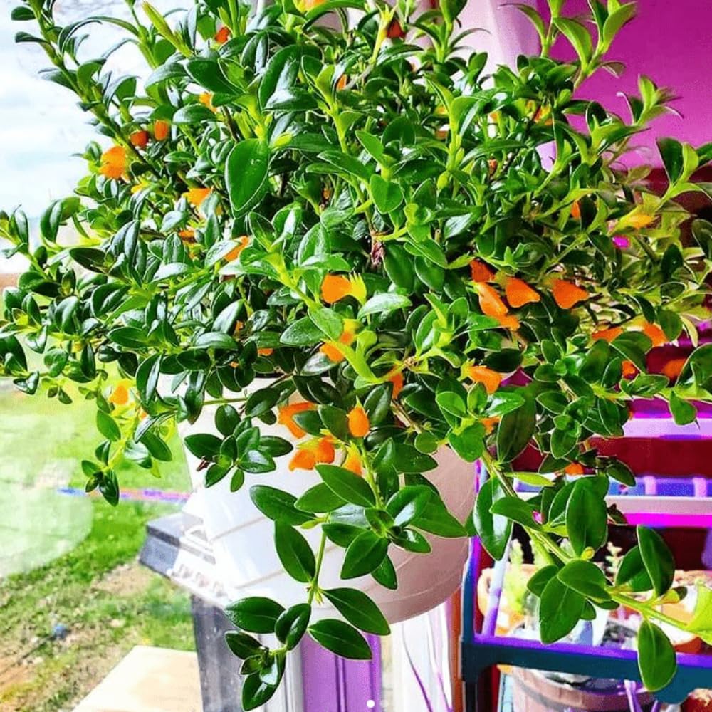 Trailing Goldfish Plant Live in 4" Pot, Tropical Houseplant for Hanging Baskets, Indoor Live Plant with Bright Blooms