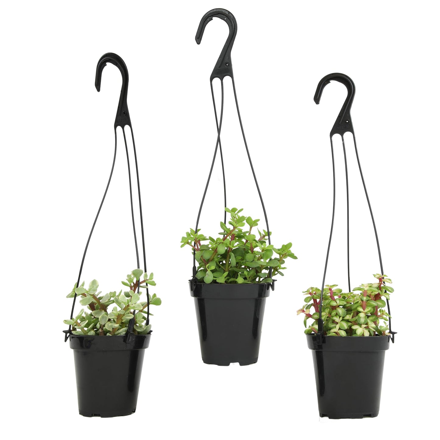 Altman Plants Hanging Succulents (3PK) in 3.5" Hanging Baskets for Plants, String of Pearls, Calico Kitten Crassus, Portulacaria Afra, Trailing Live Succulents Plants & House Plants in Succulent Soil