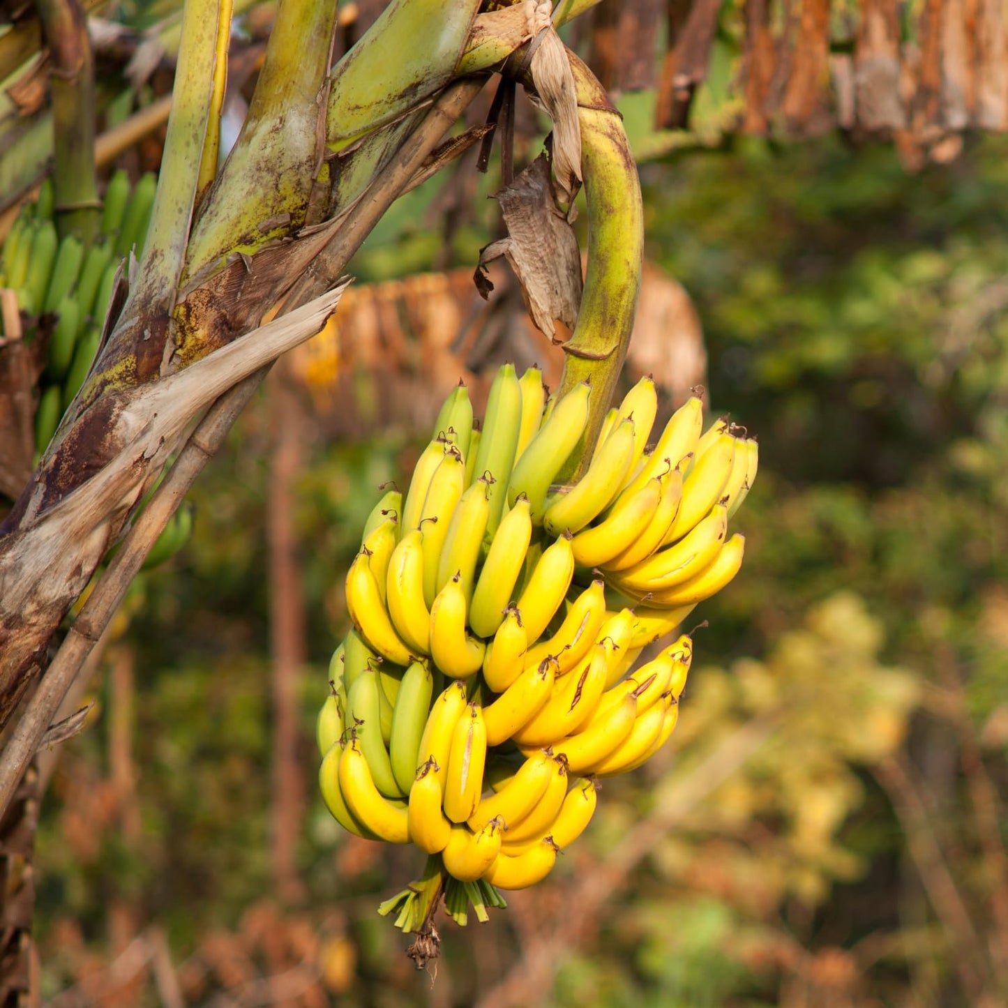 Dwarf Cavendish Banana Tree Live Plant, Cold Hardy Banana Plant Live, Tropical Banana Fruit Seedling, Well Rooted 4-8 Inch Tall