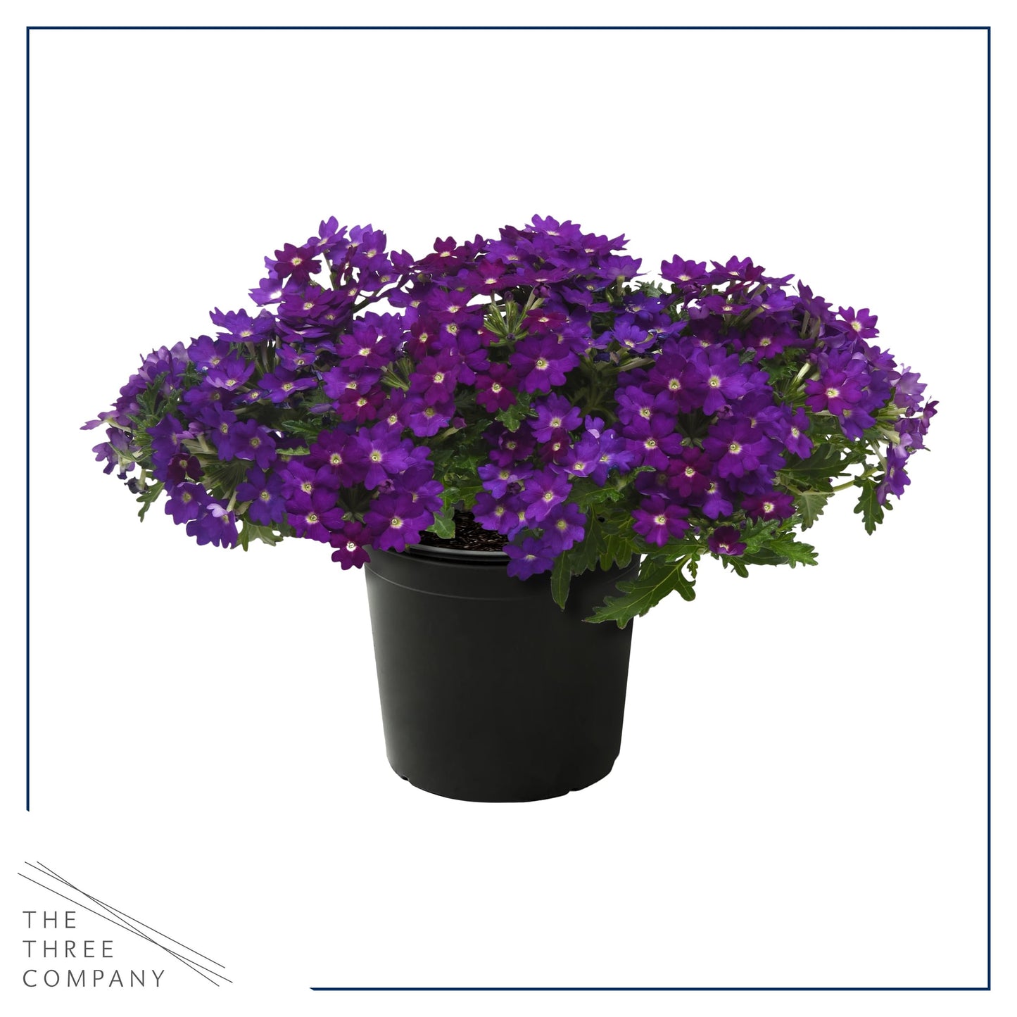 Live Flowering Verbena - Popping Purple (2 Plants Per Pack) - Healthy Flowering Plant - Beautiful Spring Color - 10" Tall by 5" Wide in 1Qt Pot
