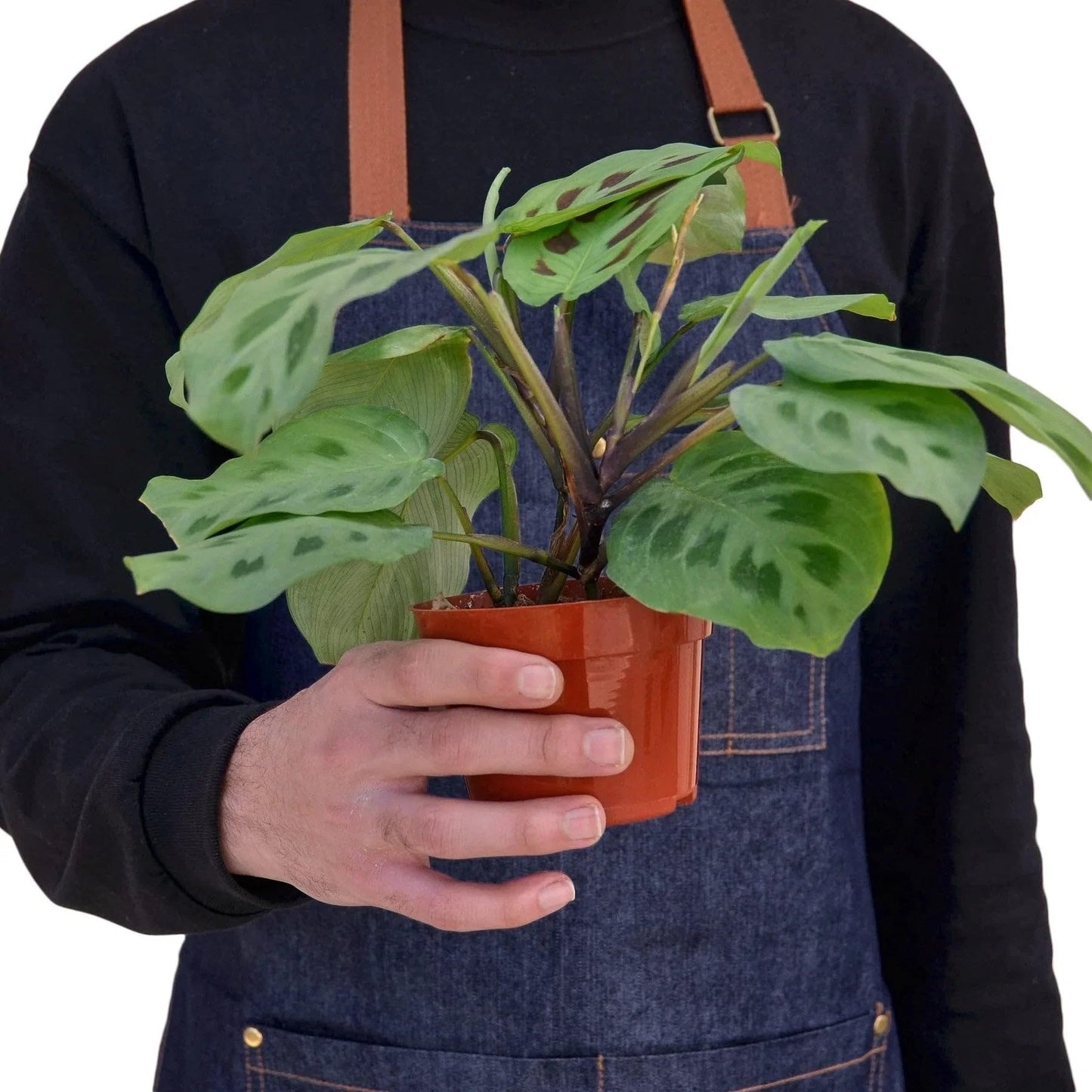 Maranta Leuconeura | Live Plant for Indoor & Outdoor | for Living Room, Office, Bathroom | (3" Pot)