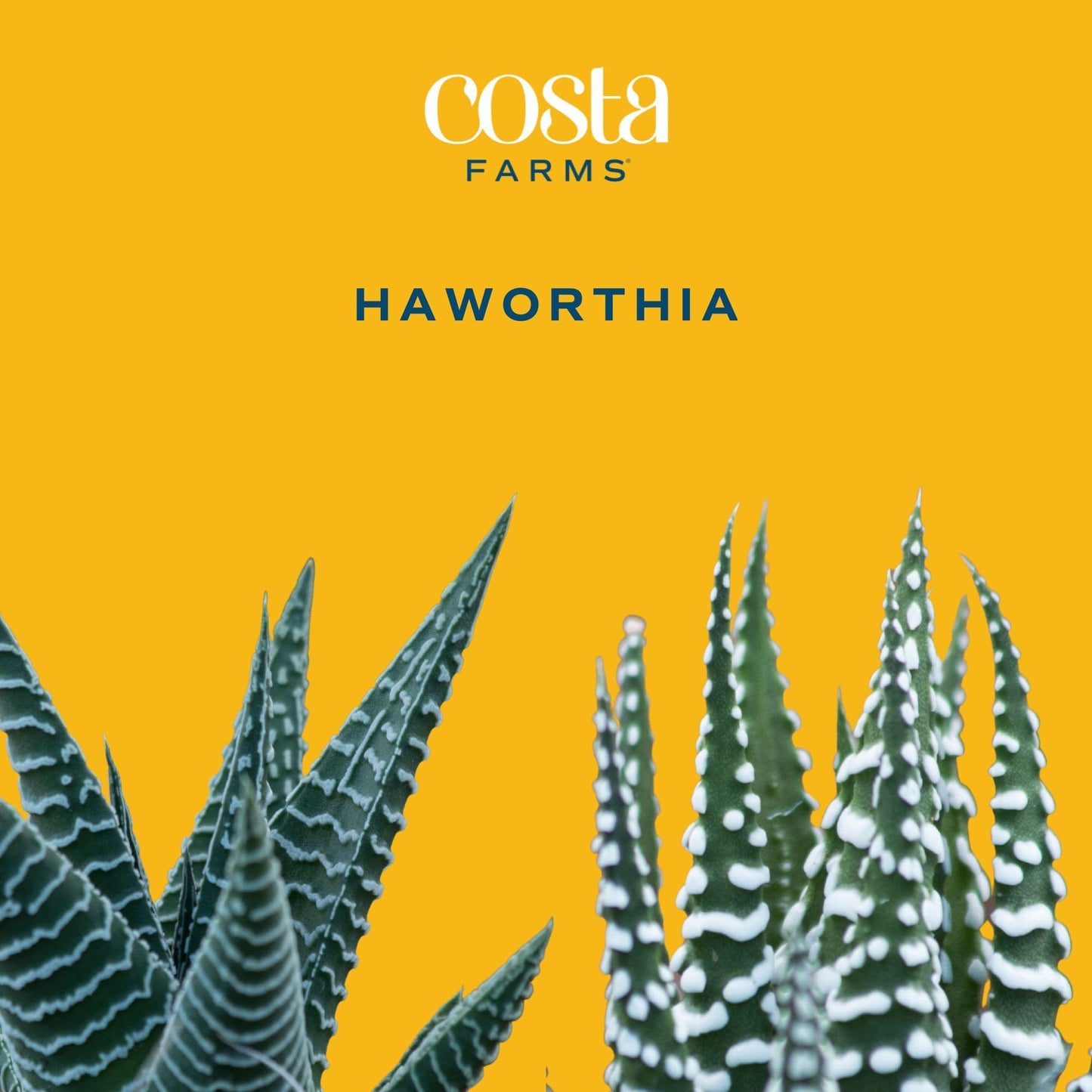 Costa Farms Haworthia Succulent, Easy to Grow Live Plant in Indoor Houseplant Pot, Potting Soil, 4-Inches Tall, Home & Room Decor