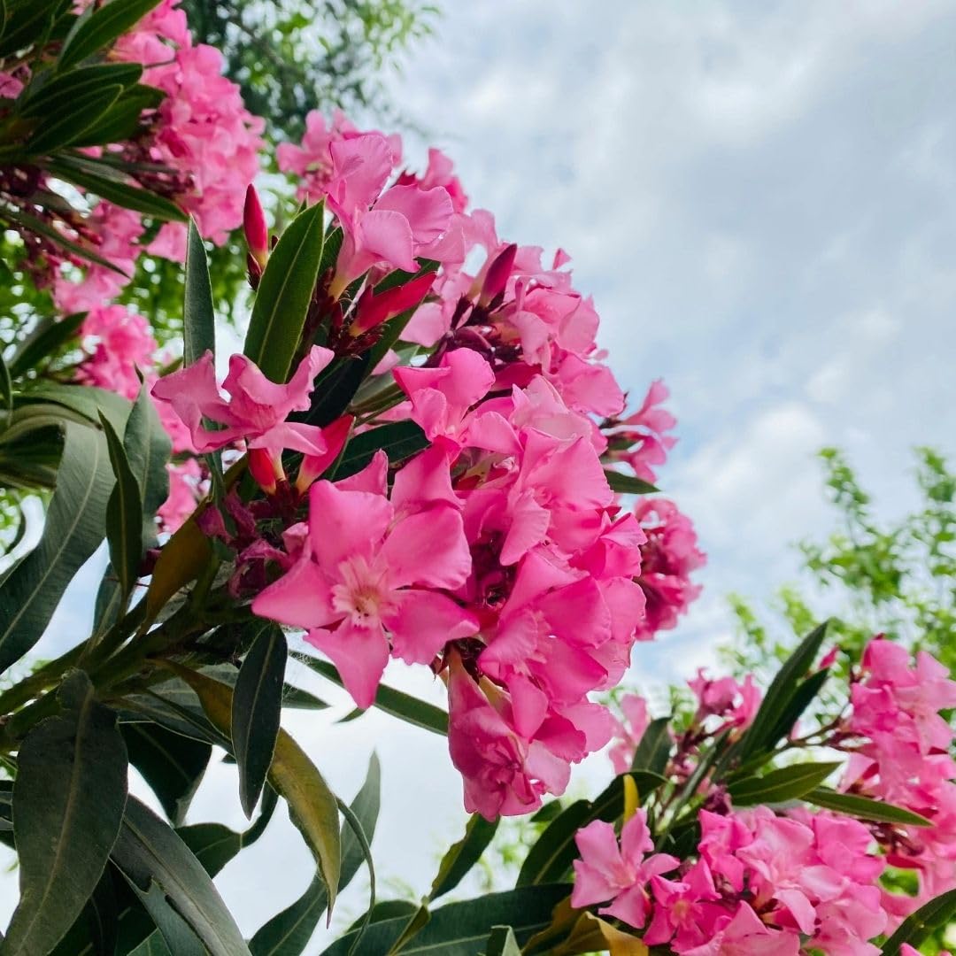 Pink Oleander Live Plant 4-8 Inch Tall, Pink Oleander Plants Live for Garden, Flowering Outdoor Shrub for Planting