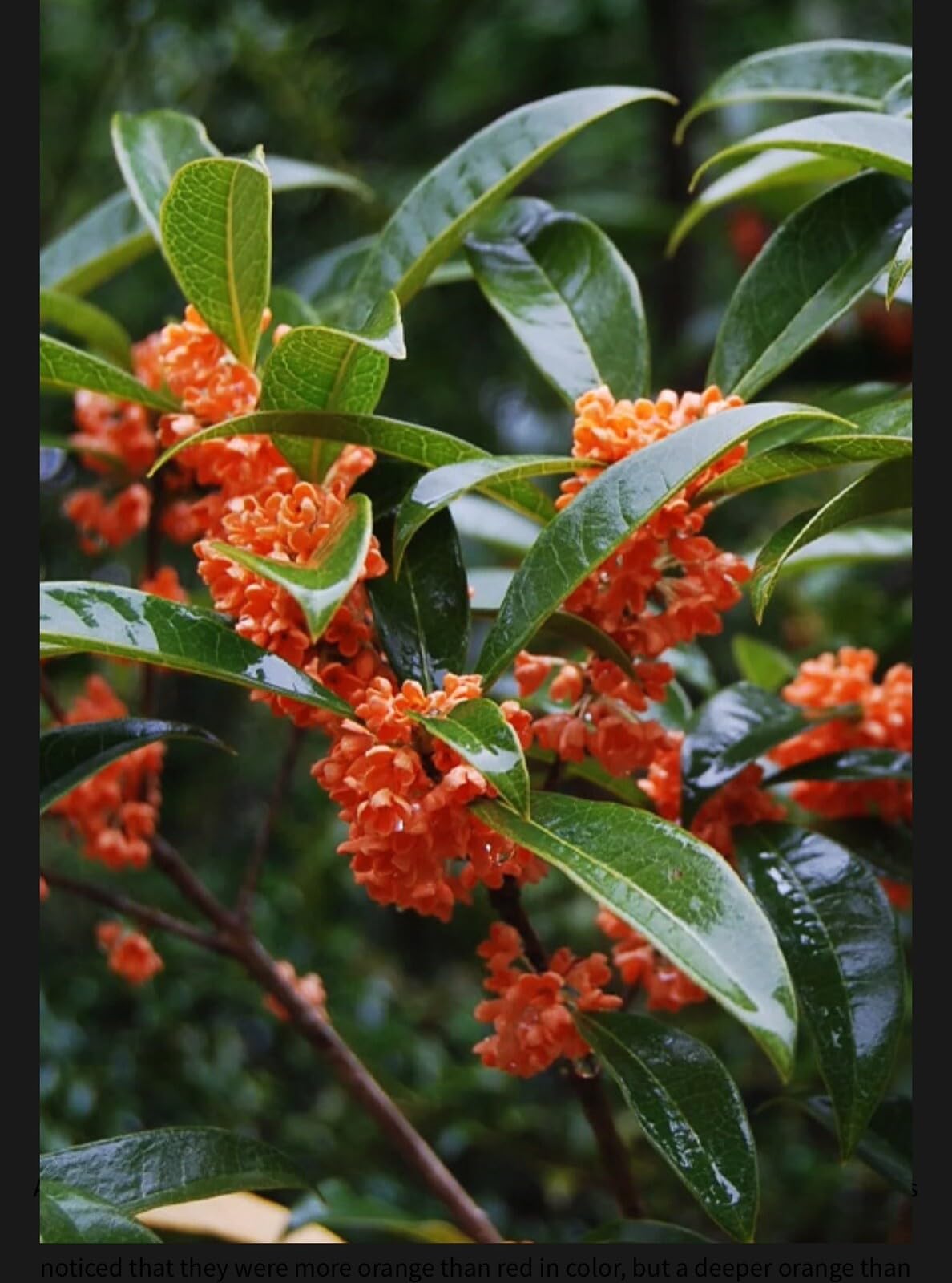 Live Plant - Beni Kin Mokusei Red Sweet Tea Olive Osmanthus Fragrans Rooted Starter Plant