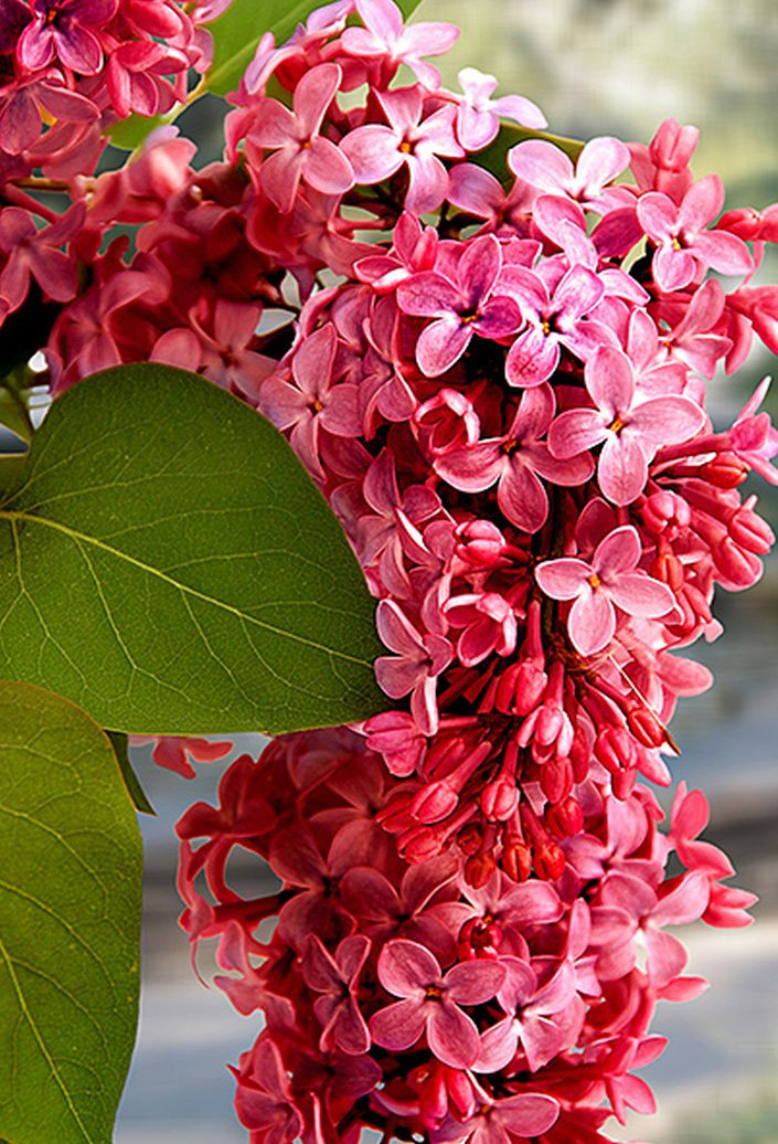 Red Pixie Lilac Fragrant French Lilac Syringa Potted Plant