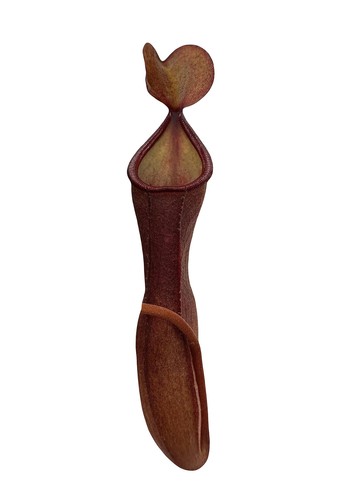 Nepenthes 'Rebecca Soper' Tropical Carnivorous Pitcher Plant
