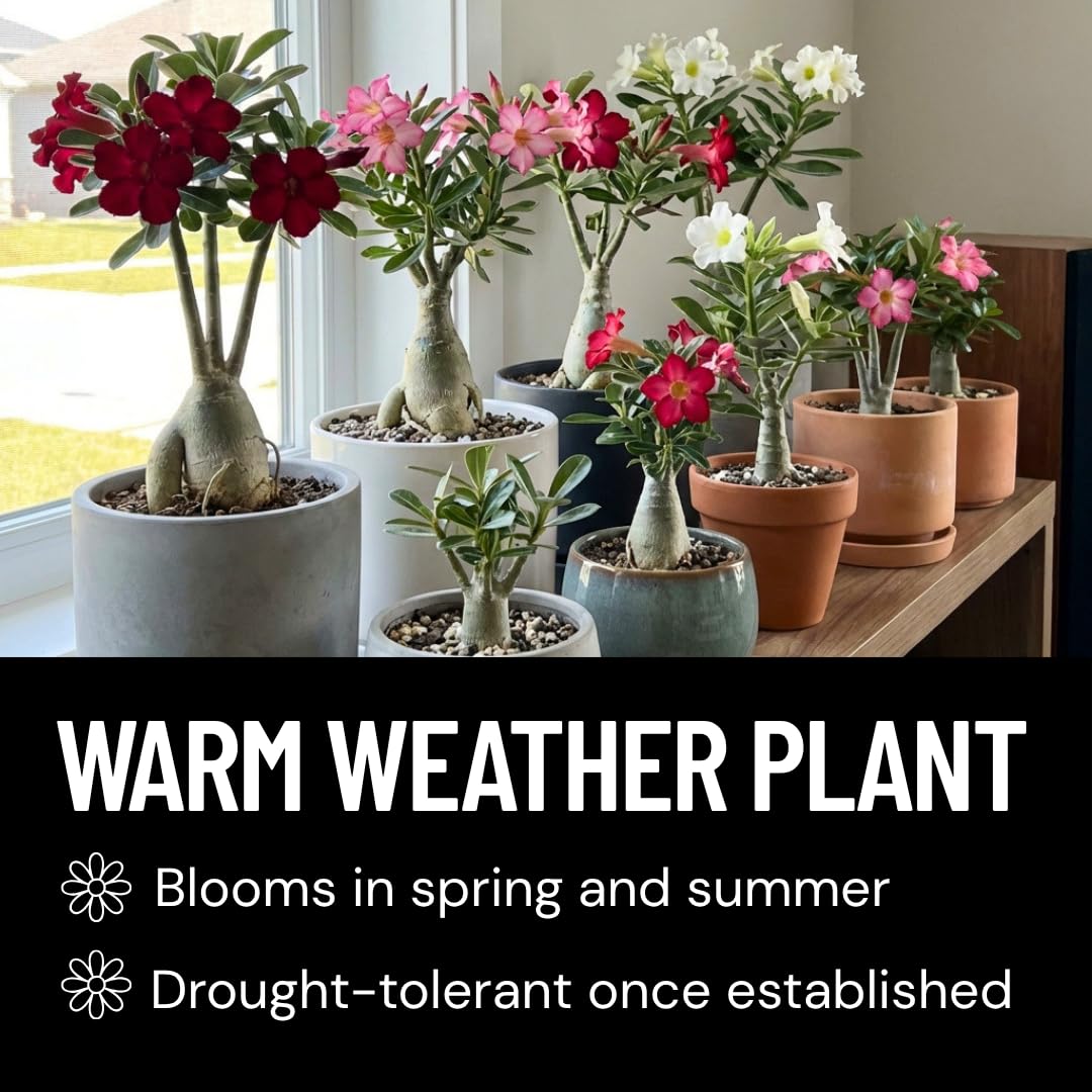 40 Mixed Color Desert Rose Seeds for Planting | Adenium Obesum Seeds to Grow.. Exotic Bonsai Plant, Tropical Rose Flower