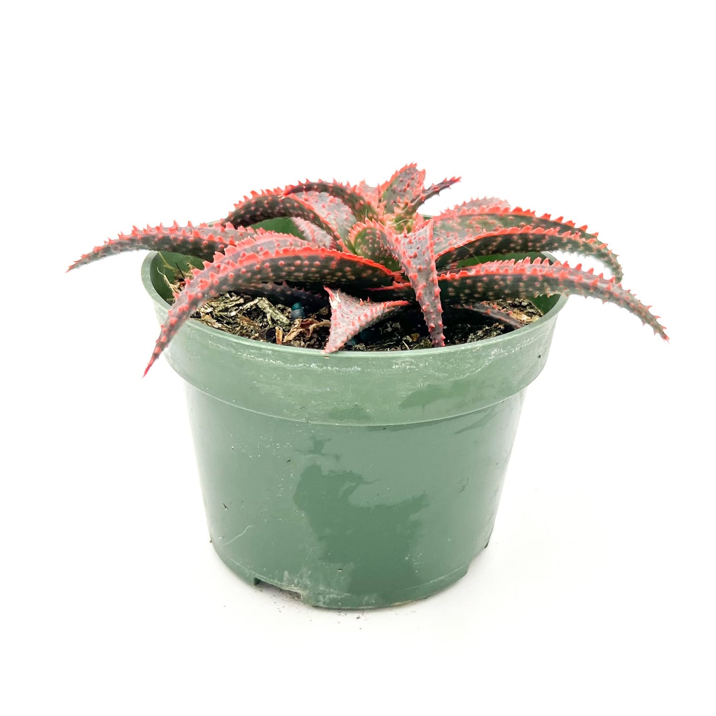 ragnaroc Live Succulents – Aloe Christmas Carol in 4” Pot - 1ct - Live Arrival Guaranteed - Potted Succulents, House Plants for Home Decor & Gift