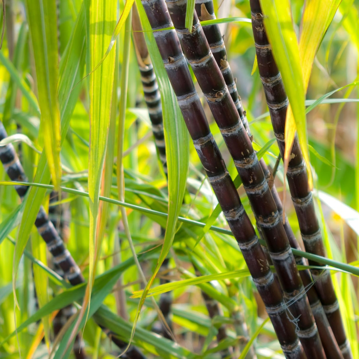 30 Purple Sugarcane Cuttings, Fresh Sugar Cane Stalk Cuttings with 2-3 Nodes for Planting, Fast Growing Tropical Garden Plant, No Ship to CA