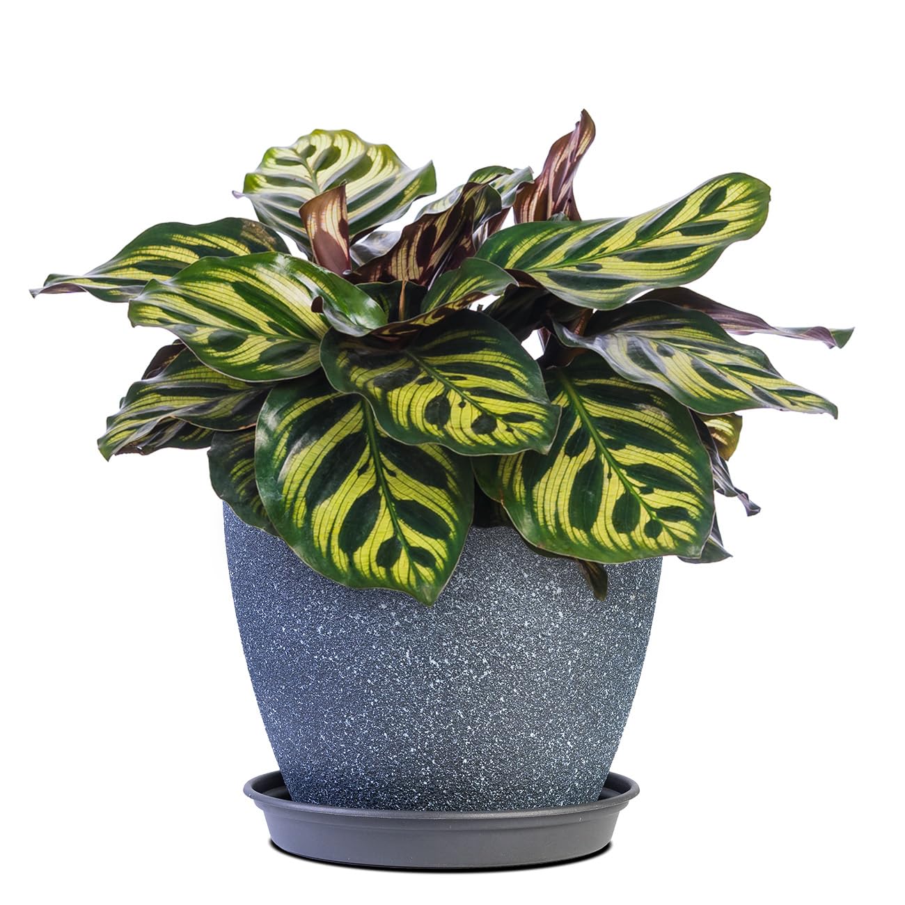 PERFECT PLANTS Peacock Calathea in a 6in. Midnight Blue Decor Pot | Beautiful Indoor Prayer Plant Variety | Unique Easy Care Houseplant