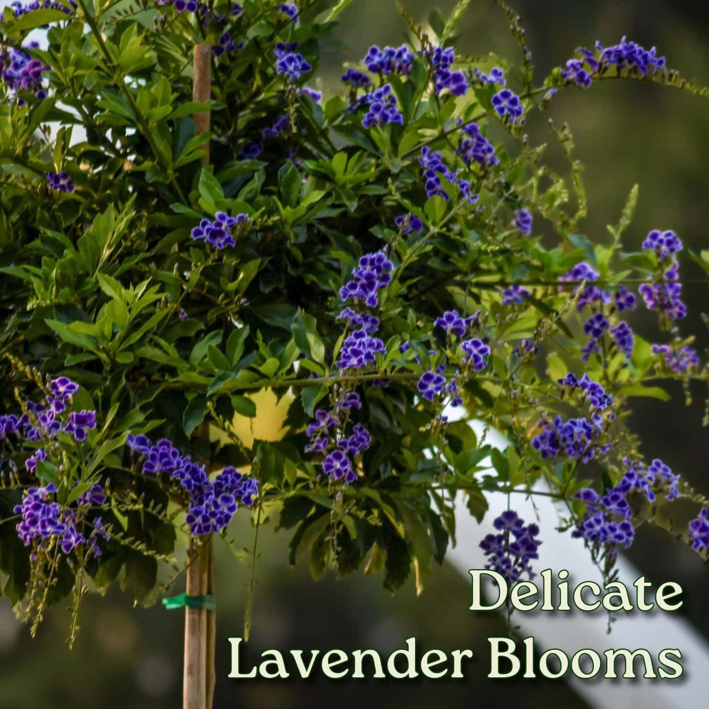 Duranta Tree Live Plant - Purple Showers - Overall Height 36" to 42" - Tropical Plants of Florida (Plant in Growers Pot)
