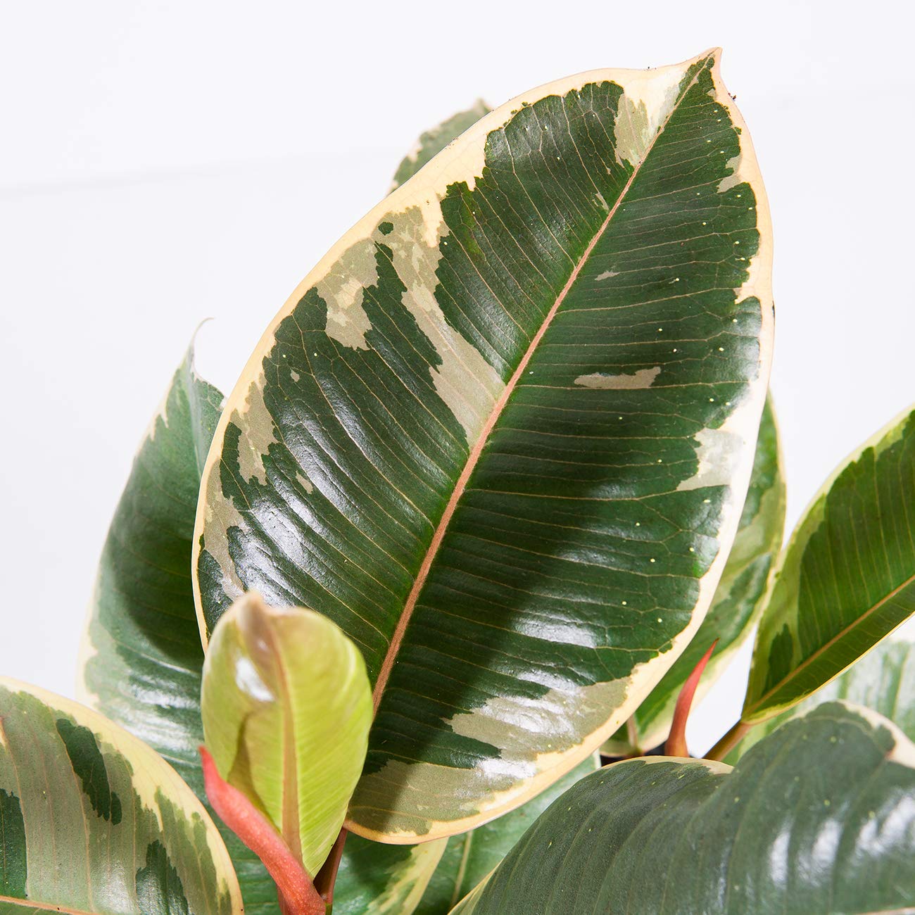 Perfect Plants Variegated Rubber Plant | Ficus Elastica 'Tineke' | Live Indoor Houseplant | Unique Home Décor, 6in. Grower's Pot