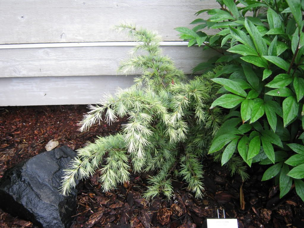 Silver Mist Deodar Cedar - Cedrus deodora 'Silver Mist' - Dwarf Shrub with White-Tipped Leaves - 3 - Year Live Plant