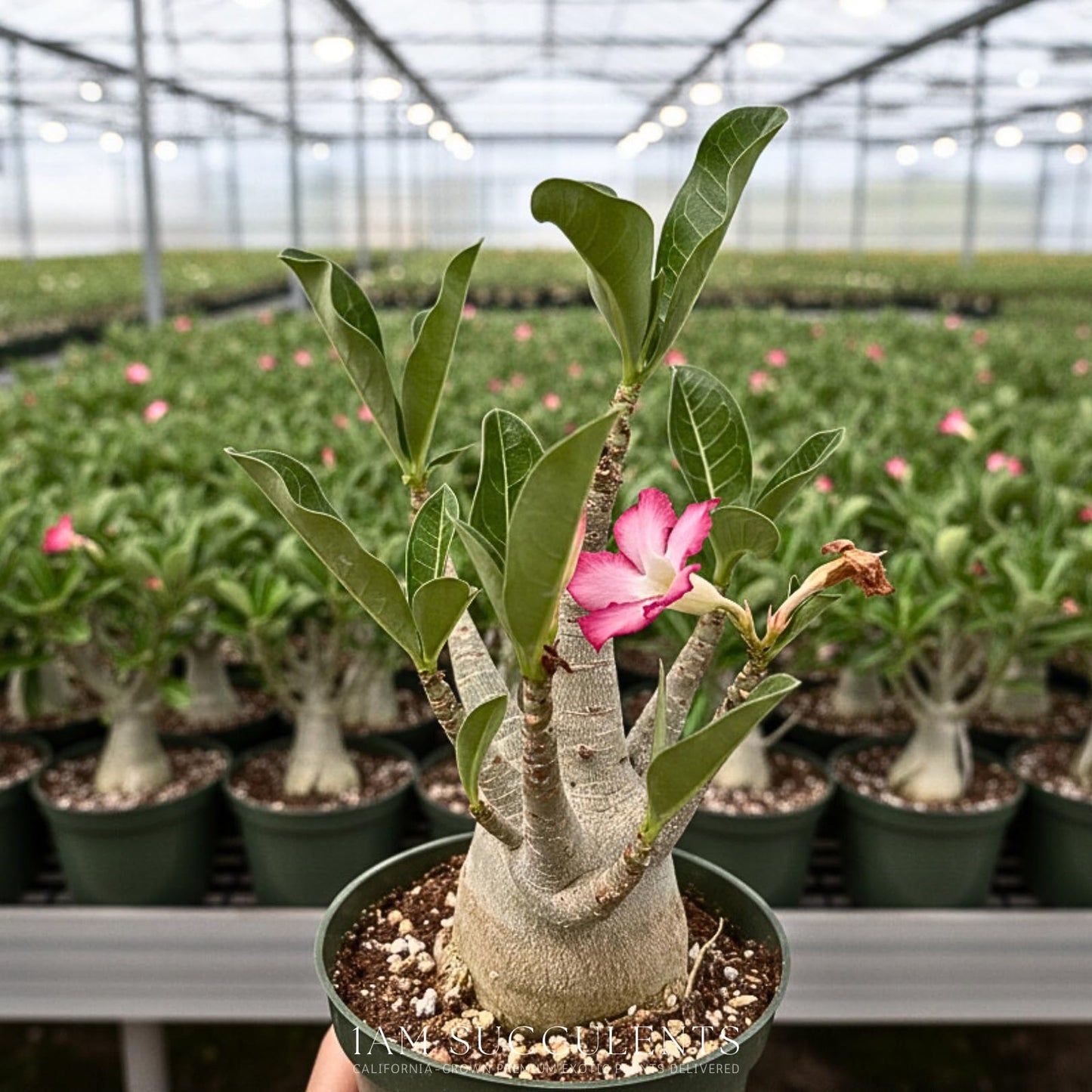Rare Adenium Arabicum Godji Live Plant – Desert Rose Succulent – Thick Caudex Bonsai Plant – Drought Tolerant Exotic Houseplant