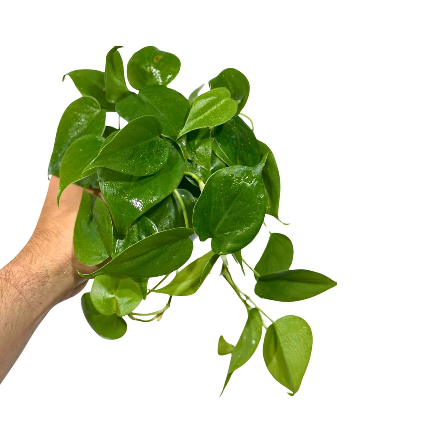 PLANTVERS Jade Heartleaf Philodendron in 4" Grow Pot | Philodendron Hederaceum Green Foliage | Easy Care Trailing Plant for Shelf, Desk or Gift Decor